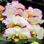 Phalaenopsis Lemon Beauty spot B S Phalaenopsis Lemon Beauty spot B S